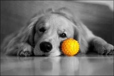 Que demande-t-on à ce chien s'il s'exprime trop bruyamment ?