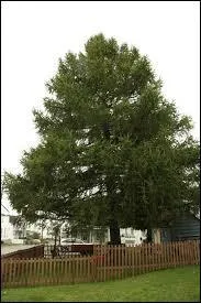 Voici un , seul conifère d'Europe qui perd ses aiguilles l'hiver venu. (Complétez)