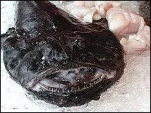 Ce poisson est parfois appelé « crapaud de mer ». C'est la 