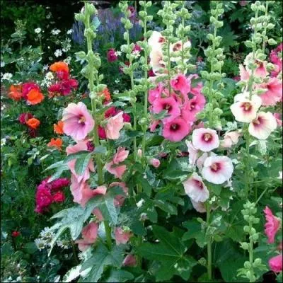 Reconnaissez-vous ces fleurs ? Ce sont des 