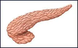 Voici un pancréas humain.