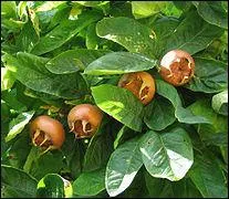 Quels sont ces fruits peu appétissants quand ils sont consommables mais délicieux ?