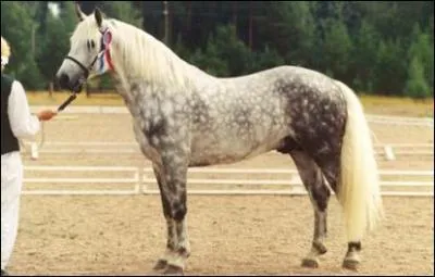 Quelle est cette race ?