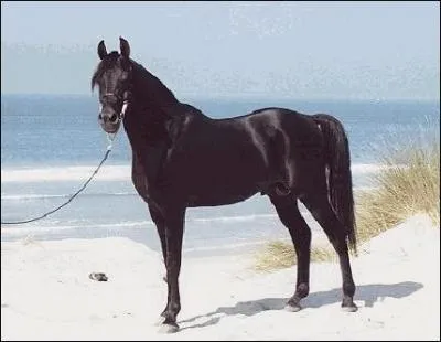 Quelle est cette race ?