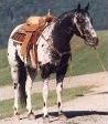 Quiz Poneys