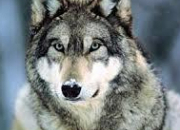 Quiz Chansons : Le loup