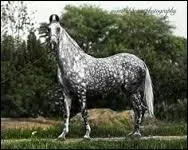 Un Marwari porte malheur s'il possède un épi situé...