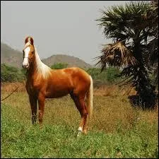 Quelles sont les robes admises chez le Marwari ?