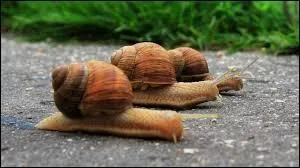 Quelque chose de "slow" est...