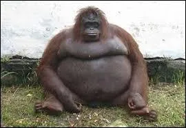 Comment dit-on "épais" en anglais ?