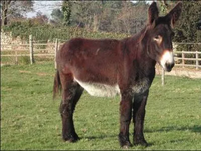 Sur quel animal crie-t-on « Haro » ?