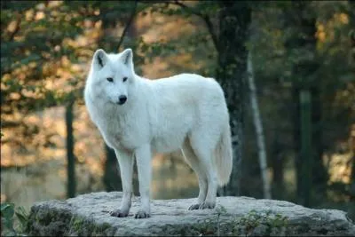 Complète l'expression : je suis connu comme le :