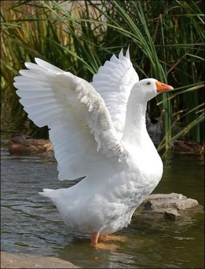 On dit que je suis stupide. Je suis