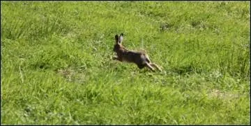 S'enfuir à toute vitesse, c'est :