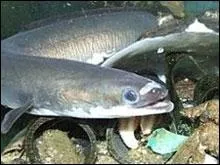 Je suis insaisissable.