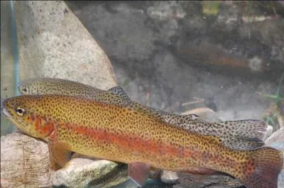 Quel est ce poisson arc-en-ciel ?