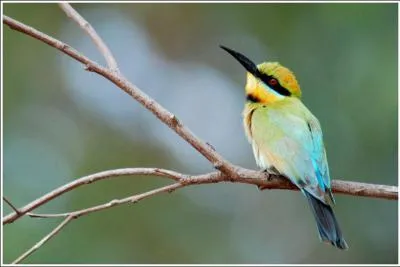 Quel est cet oiseau "arc-en-ciel" d'Australie ?