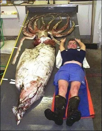 Les calamars g&eacute;ants saisissent leurs proies ...
