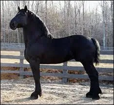 Quelle est cette race ?