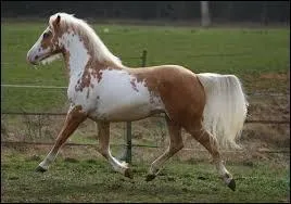 Quelle est cette race ?