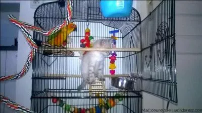 Qui nous chante gaiement : Je viens de retrouver le printemps...des chats, des chiens me font la fête...tant pis pour l'Amérique, j'ai tout compris, je suis chez moi je me sens bien ? C'est si joli, léger, gai et presqu'une confidence. (ouvrir la photo c'est important)