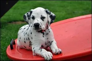 Quel est ce bébé ?