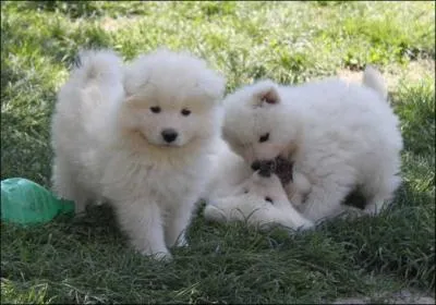 Que sont ces chiots ?