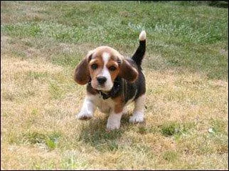 Quel est ce chiot de nature très affectueuse ?