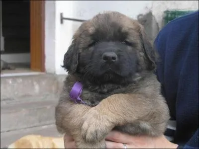 Quel est ce gros bébé ?