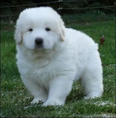 Quel est celui-ci qui deviendra un bon chien berger ?