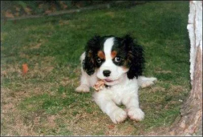 Quel est ce bébé ?