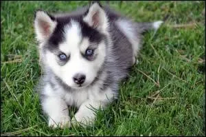 Quel est ce chiot qui vivra avec plaisir dans la neige ?