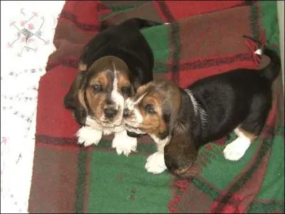 De quelle race sont ces bébés ?