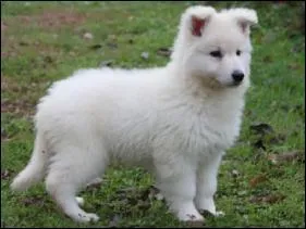 Reconnaissez-vous ce chiot ?