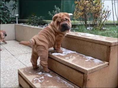 De quelle race est ce chiot qui a déjà la langue bleue ?