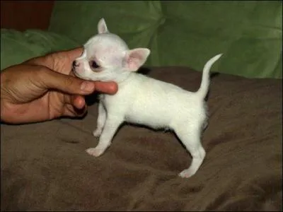 Quel est ce bébé minuscule, connu pour être le plus petit chien du monde ?