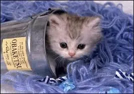 Quel est l'histoire du chat ?