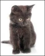 Combien d'os ont les chats ?