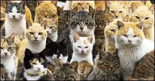 Combien de chats domestiques y a-t-il dans le monde (2016) ?