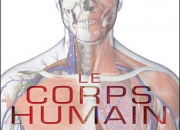 Quiz Anatomie du corps humain (niveau 1)