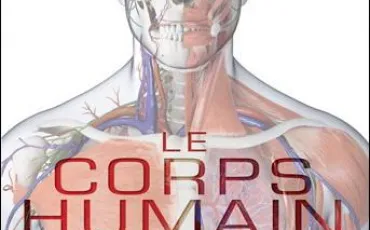 Quiz Anatomie