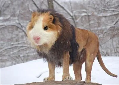 Ce lion a une tête de ...