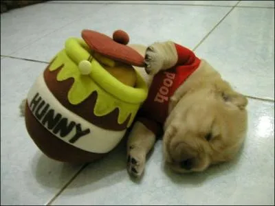 Cet adorable bébé chien déguisé en Winni est un petit...