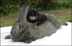 Ce jeune berger australien est tranquillement installé sur un ...