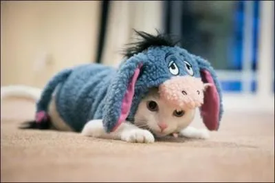 Le secret de bourriquet. La vérité est que c'est un ...