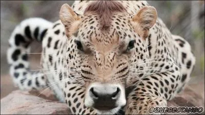 Malgré son corps de panthère, c'est un(e) ...