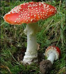 Quel nom porte le champignon présenté sur la photo ?