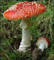 Quel nom porte le champignon pr&eacute;sent&eacute; sur la photo ?