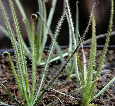 Quel est le nom de cette plante qui distille un parfum attirant les insectes, pour faciliter leur capture ?