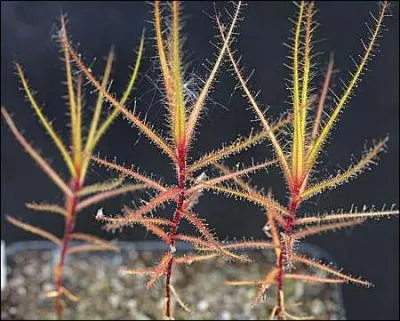 Comment se nomme celle-l, qui est la plus sensible aux parasites ?